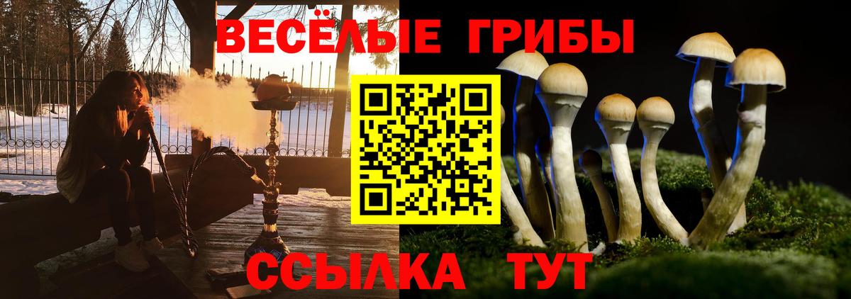 Псилоцибиновые грибы Psilocybine cubensis  Псилоцибиновые грибы прущие грибы  Белово 